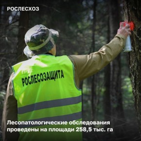 За 9 месяцев 2025 года лесопатологические обследования проведены на площади 258,5 тыс