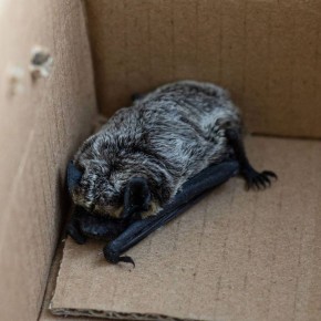 Летучий мышонок спрятался в нижегородской &quot;Школе 800&quot; на зимовку