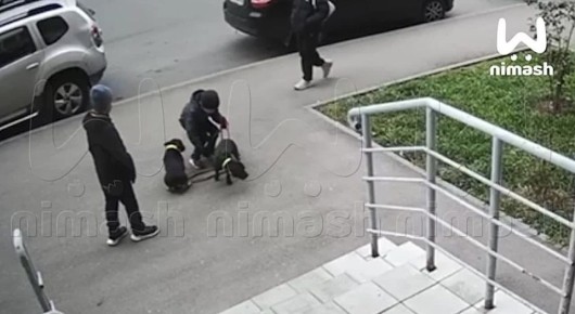 Школьник избивал своих собак на прогулке в Нижнем
