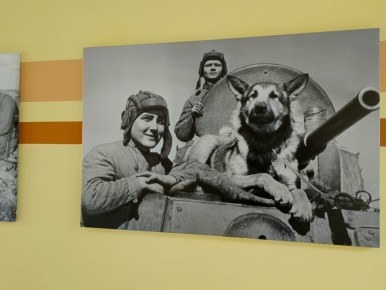 На базе Центра кинологической службы ГУ МВД России по Нижегородской области открылась уникальная фотовыставка, посвящённая роли собак в Великой Отечественной войне